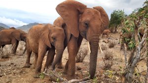 Pika Pika lehnt sich bei Kenia an (c) Sheldrick Wildlife Trust