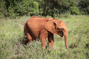 Roho (c) Sheldrick Wildlife Trust