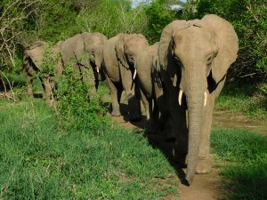 Shukuru führt die Herde an (c) Sheldrick Wildlife Trust