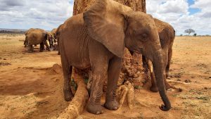 Tahri am Babobab (c) Sheldrick Wildlife Trust