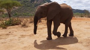 Chemi Chemi (c) Sheldrick Wildlife Trust