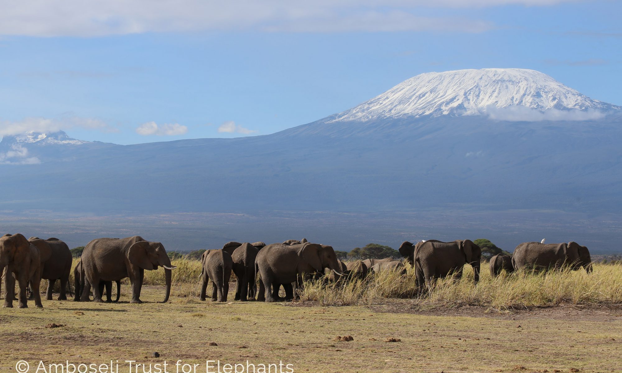 Elefanten vor dem Kilimanjaro