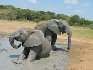 Alamaya (links) und Zongoloni im Matsch (c) Sheldrick Wildlife Trust
