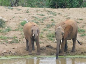Ambo und Enkikwe (c) Sheldrick Wildlife Trust