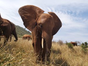 Araba (c) Sheldrick Wildlife Trust