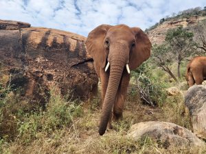 Arruba (c) Sheldrick Wildlife Trust