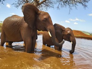 Arruba (links) und Pika Pika (c) Sheldrick Wildlife Trust
