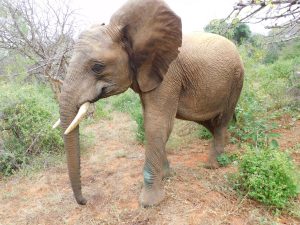 Barsilinga (c) Sheldrick Wildlife Trust