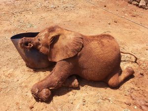 Bondeni (c) Sheldrick Wildlife Trust