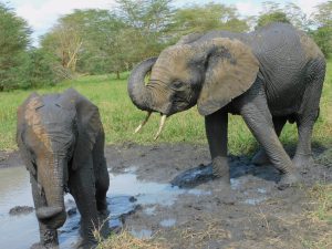 Enkesha (links) und Sonje (c) Sheldrick Wildlife Trust
