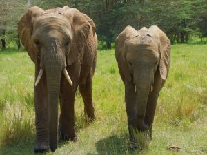Enkesha und Mwashoti (c) Sheldrick Wildlife Trust