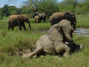 Faraja (c) Sheldrick Wildlife Trust