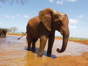 Godoma (c) Sheldrick Wildlife Trust