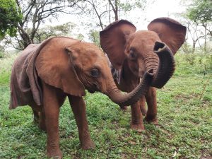 Kindani und Rama (c) Sheldrick Wildlife Trust