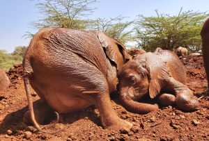 Kinyei und Kindani (c) Sheldrick Wildlife Trust