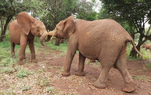 Kiombo und Maktao (c) Sheldrick Wildlife Trust