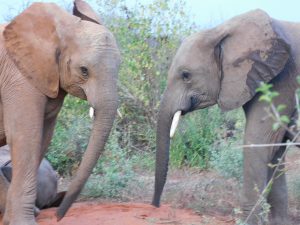 Kuishi und Rapa (c) Sheldrick Wildlife Trust