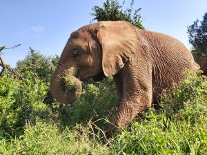 Larro (c) Sheldrick Wildlife Trust