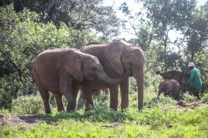 Larro und Kiasa (c) Sheldrick Wildlife Trust