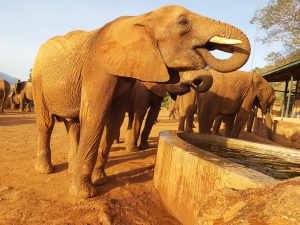 Lasayen beim Saufen (c) Sheldrick Wildlife Trust