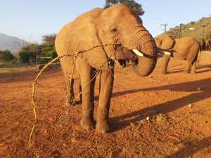 Lentili (c) Sheldrick Wildlife Trust