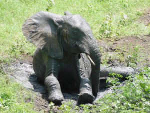 Lima Lima (c) Sheldrick Wildlife Trust