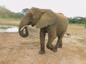 Lima Lima (c) Sheldrick Wildlife Trust