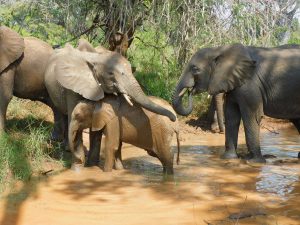 Lima Lima hält ihren Rüssel schützend über Luggard (c) Sheldrick Wildlife Trust