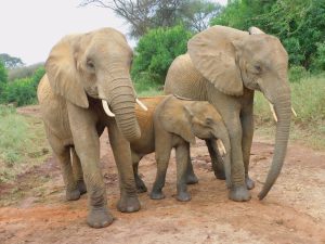 Luggard zwischen Murera und Lima Lima (c) Sheldrick Wildlife Trust