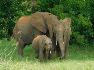 Luggard mit seinen beiden Ersatzmüttern (c) Sheldrick Wildlife Trust