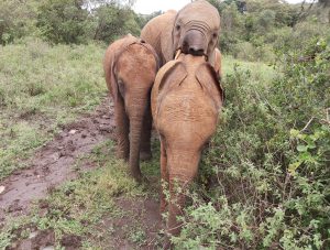 Maisha, Ziwadi und Kinyei (c) Sheldrick Wildlife Trust