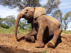 Maktao (c) Sheldrick Wildlife Trust