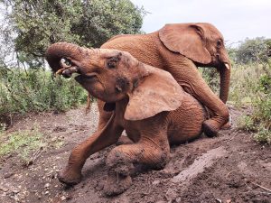 Maktao und Kiasa (c) Sheldrick Wildlife Trust