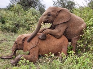 Maktao und Kiombo (c) Sheldrick Wildlife Trust