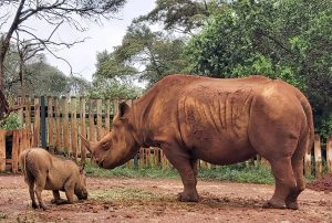 Maxwell (c) Sheldrick Wildlife Trust