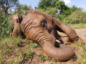 Mukkoka (c) Sheldrick Wildlife Trust