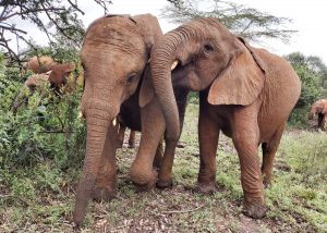Mukkoka und Naboishu (c) Sheldrick Wildlife Trust