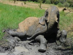 Murera (c) Sheldrick Wildlife Trust