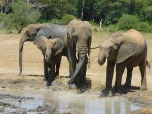Murera bringt Luggard und die anderen zum Wasserloch (c) Sheldrick Wildlife Trust