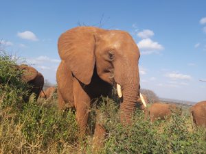 Murit (c) Sheldrick Wildlife Trust