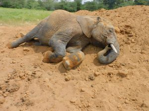 Mwashoti (c) Sheldrick Wildlife Trust