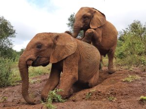 Naboishu und Roho (c) Sheldrick Wildlife Trust