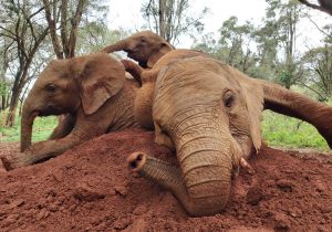 Naboishu, Roho und Kiasa (c) Sheldrick Wildlife Trust