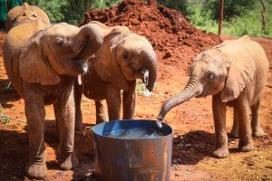 Naleku, Kinyei und Bondeni (c) Sheldrick Wildlife Trust