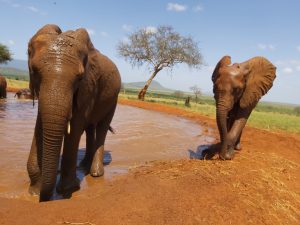 Ndii (links) und Ishaq-B (c) Sheldrick Wildlife Trust