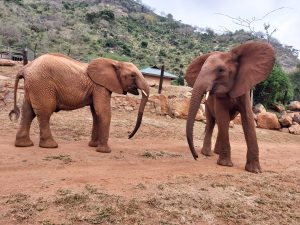 Ndii (rechts) verlangt nach Tahri (c) Sheldrick Wildlife Trust