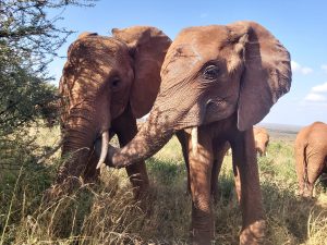 Ndii zeigt Panda ihre Zuneigung (c) Sheldrick Wildlife Trust