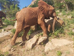Ndoria (c) Sheldrick Wildlife Trust