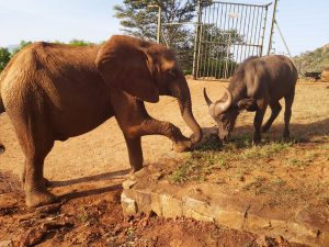 Ngilai und Ivia (c) Sheldrick Wildlife Trust