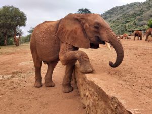 Ngilai (c) Sheldrick Wildlife Trust